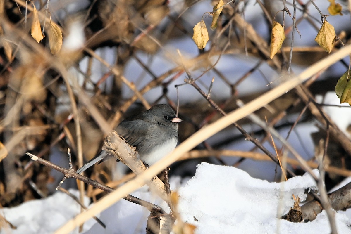 Dark-eyed Junco - ML628019935