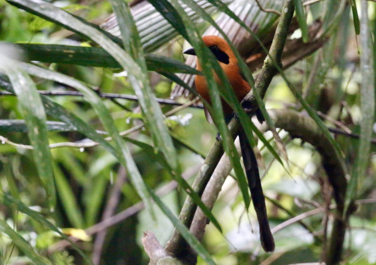 Rufous Motmot - ML628019962