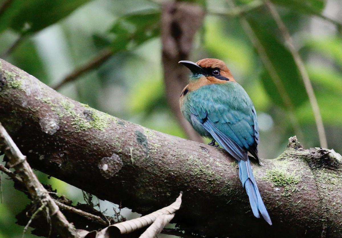 Broad-billed Motmot - ML628019989