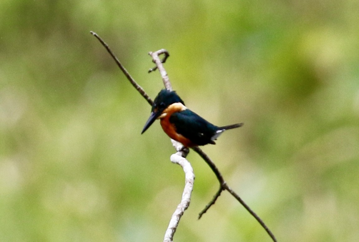 American Pygmy Kingfisher - ML628019995