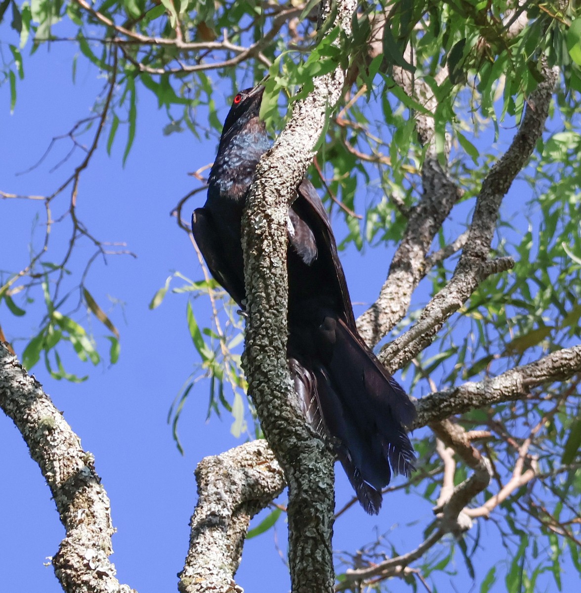 Pacific Koel - ML628020009