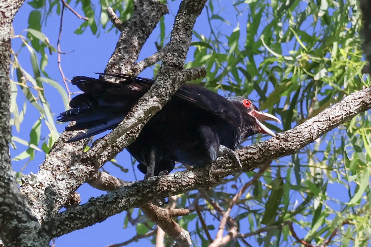 Pacific Koel - ML628020010