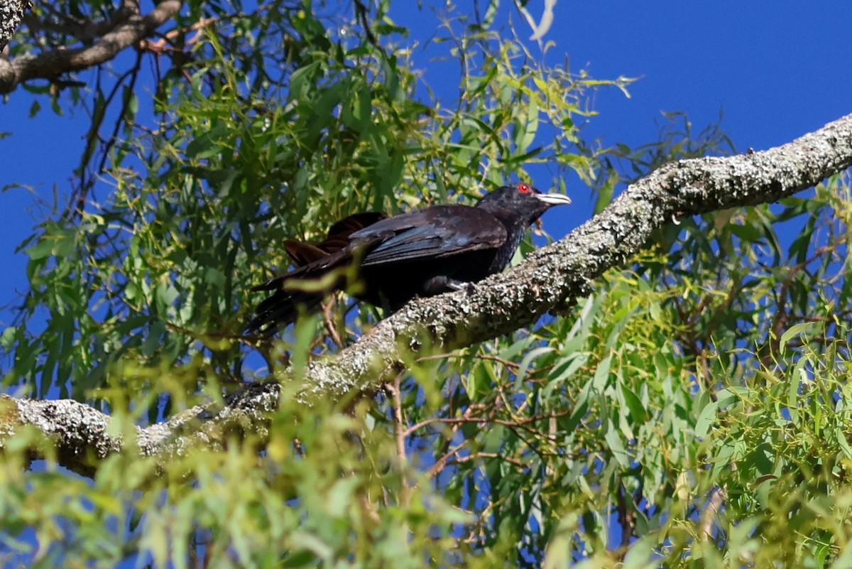 Pacific Koel - ML628020011