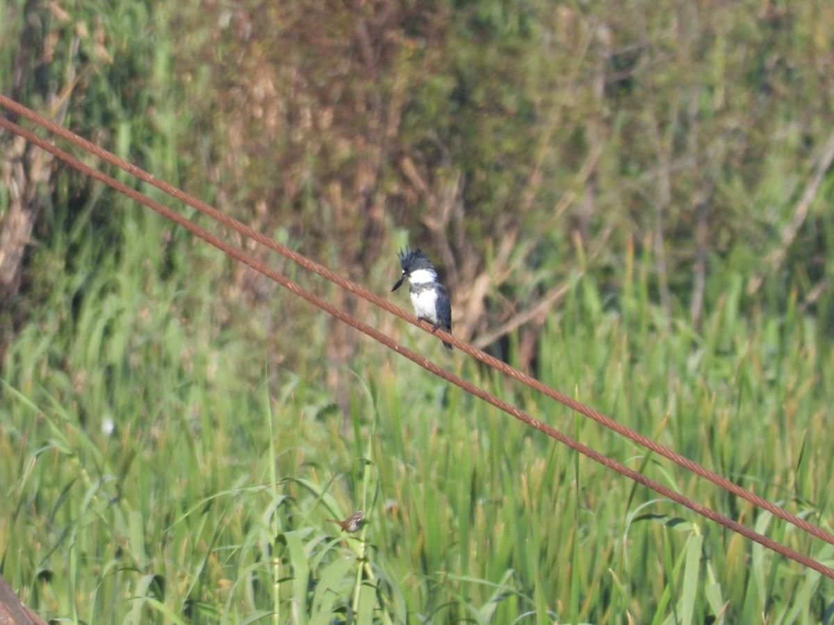 Belted Kingfisher - ML628020015