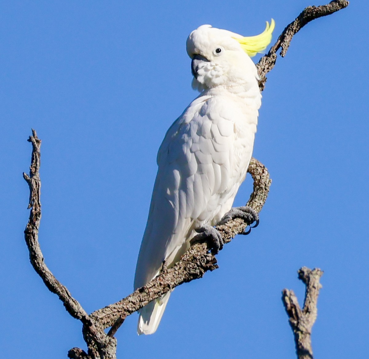 Sulphur-crested Cockatoo - ML628020021