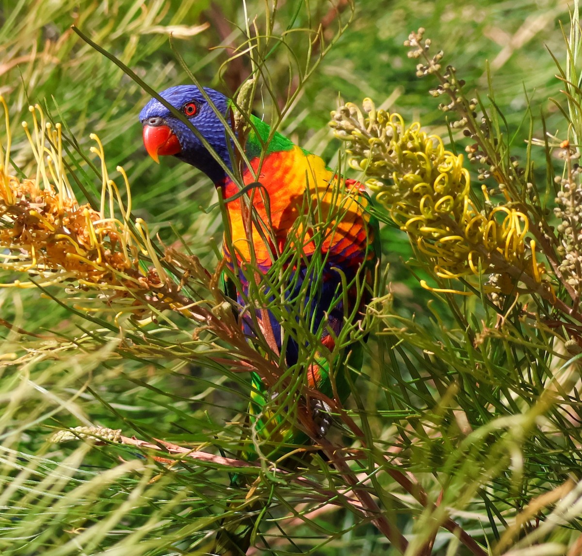 Rainbow Lorikeet - ML628020026