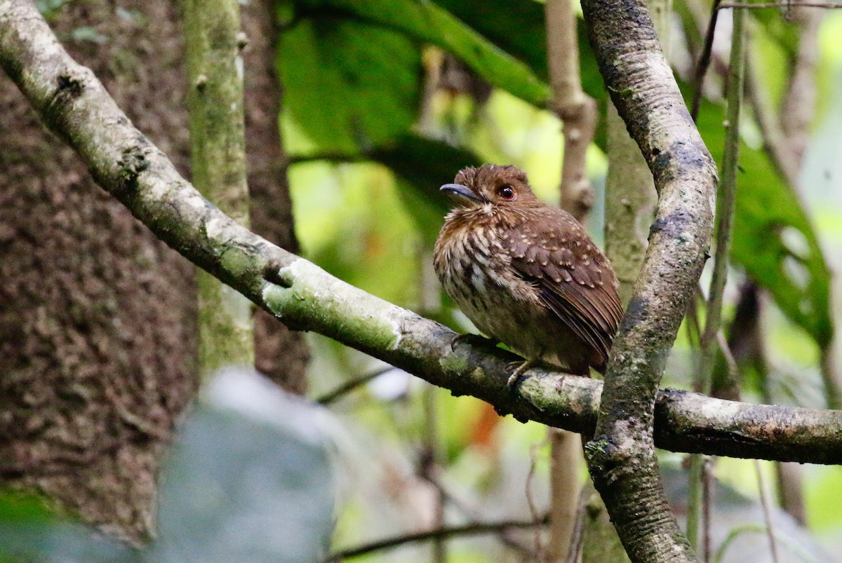 White-whiskered Puffbird - ML628020033