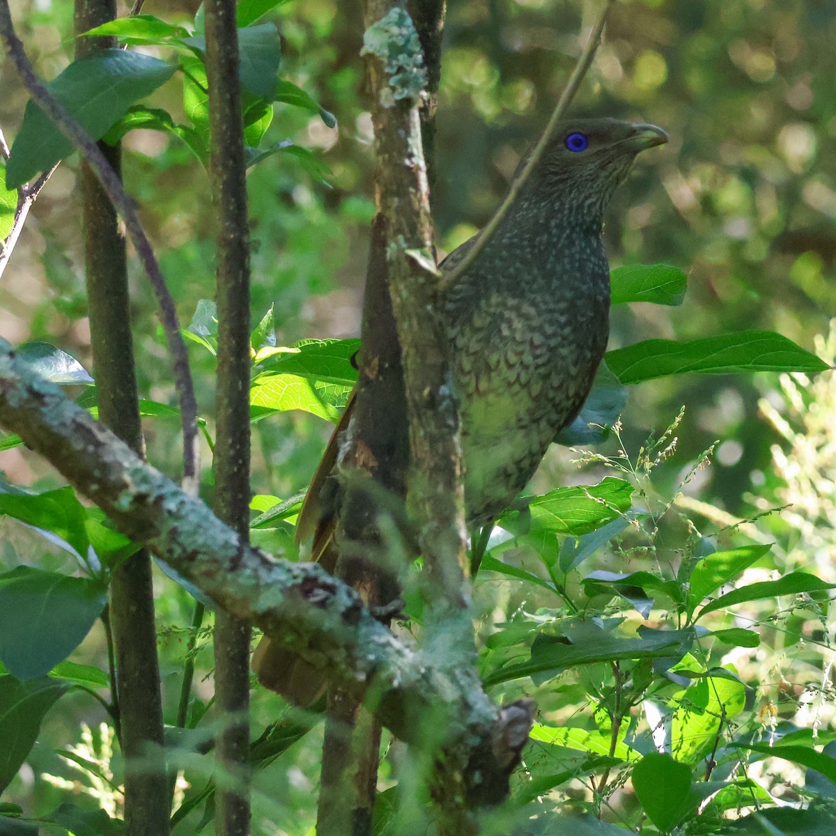 Satin Bowerbird - ML628020037