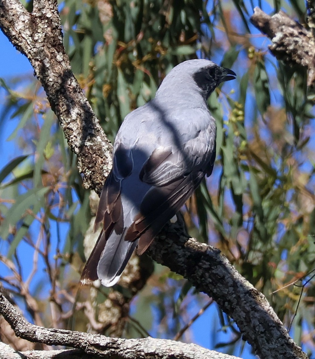 Black-faced Cuckooshrike - ML628020046