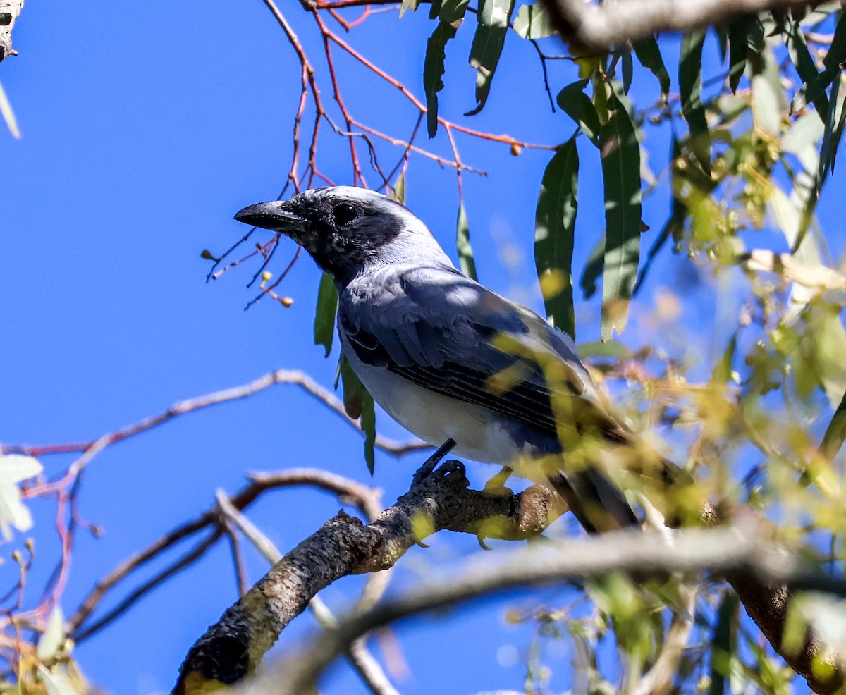 Black-faced Cuckooshrike - ML628020047