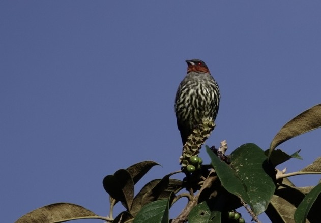 Cotinga à tête rousse - ML628020054