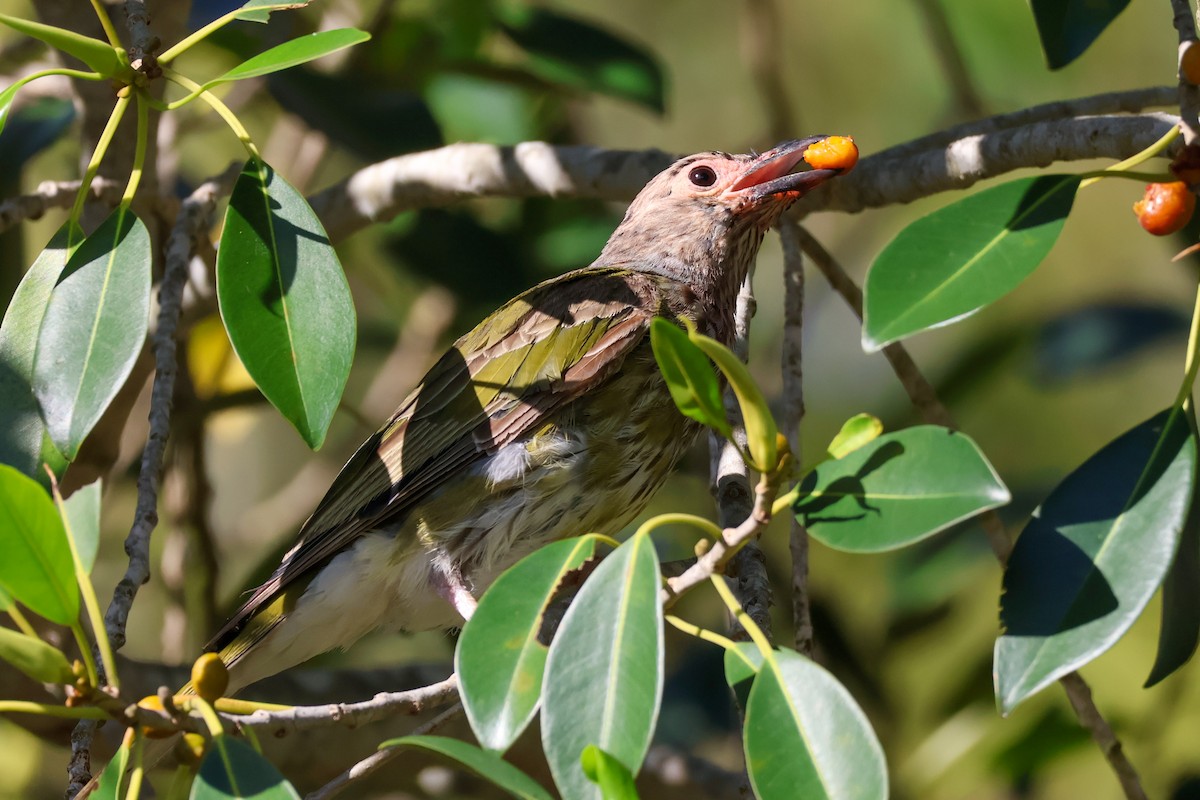 Australasian Figbird - ML628020061