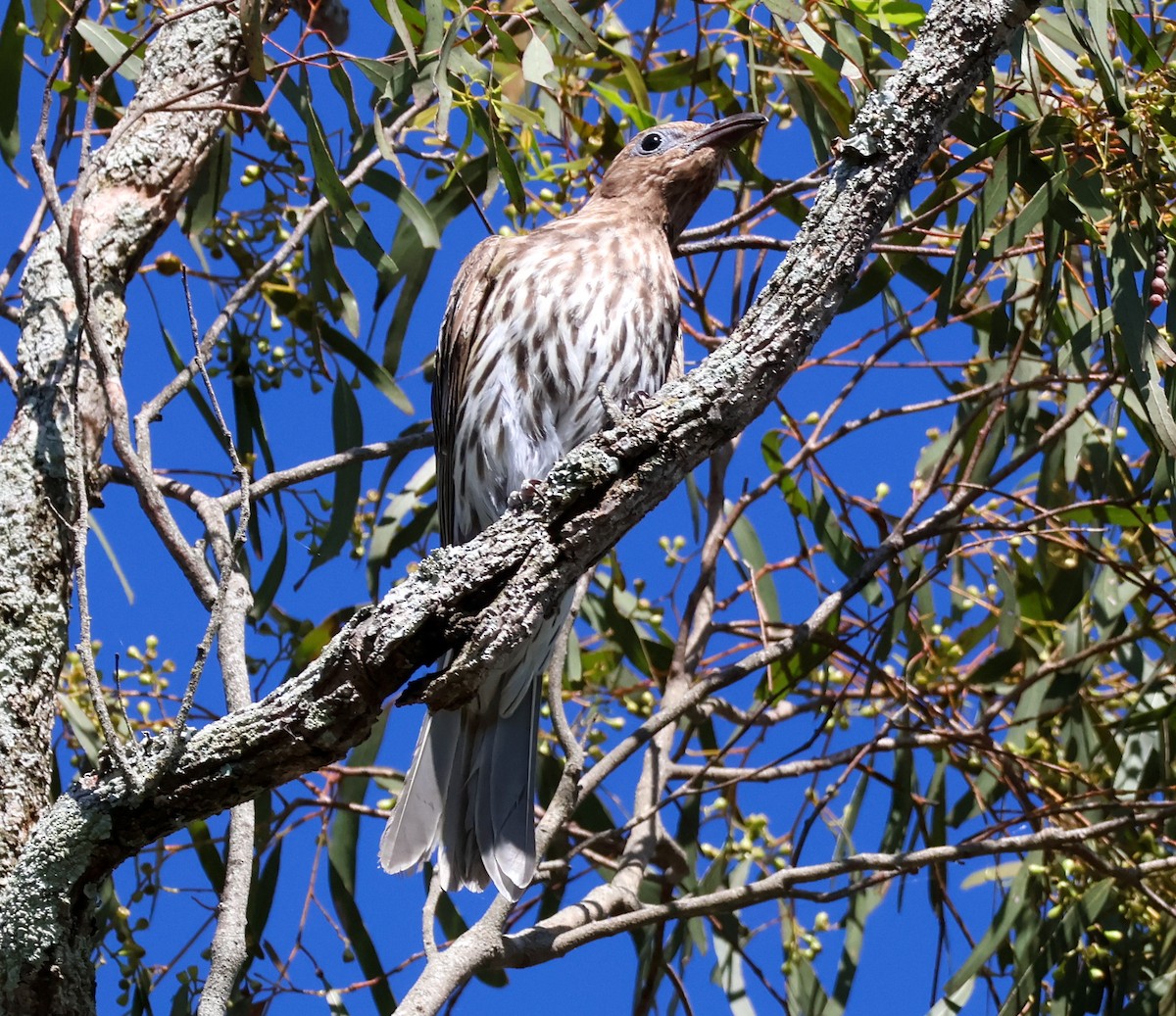 Australasian Figbird - ML628020062