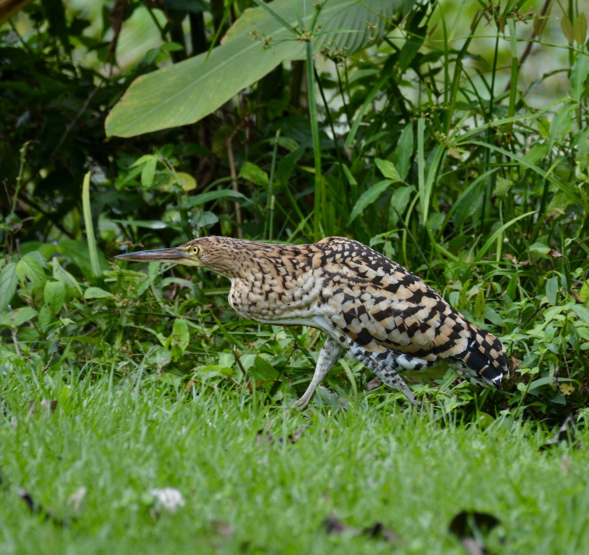 Rufescent Tiger-Heron - ML628020082