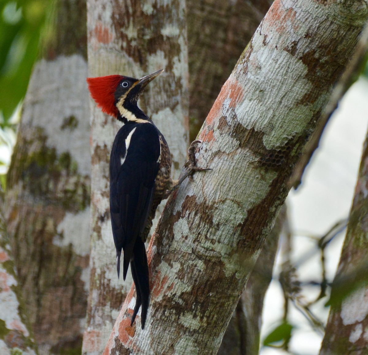 Lineated Woodpecker - ML628020091