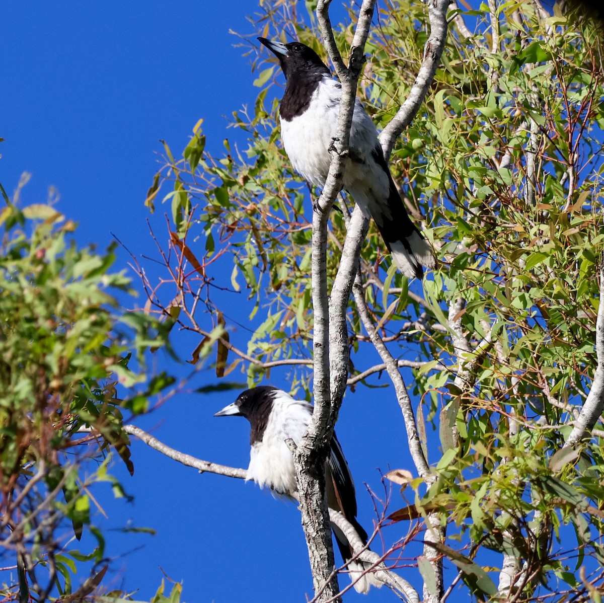 Pied Butcherbird - ML628020106