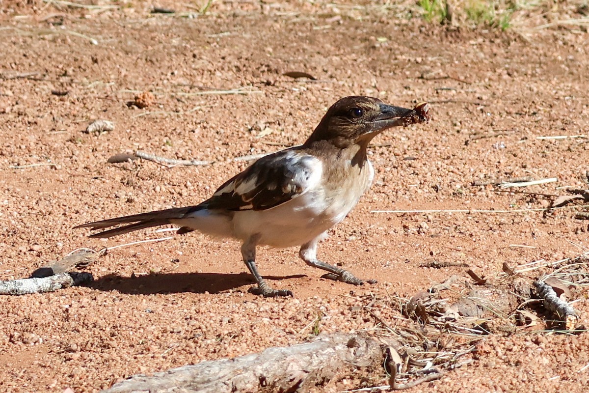 Pied Butcherbird - ML628020118