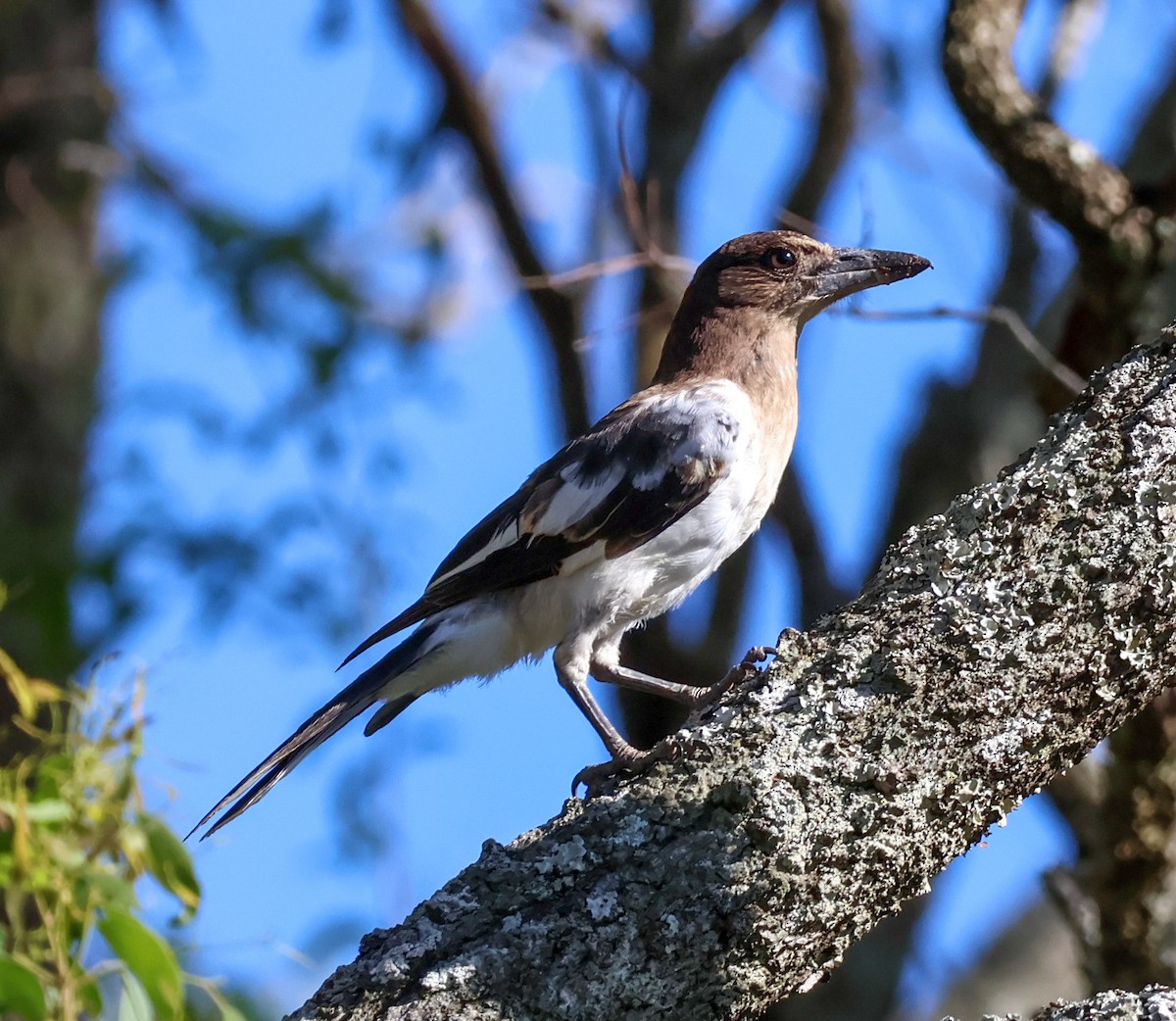 Pied Butcherbird - ML628020119