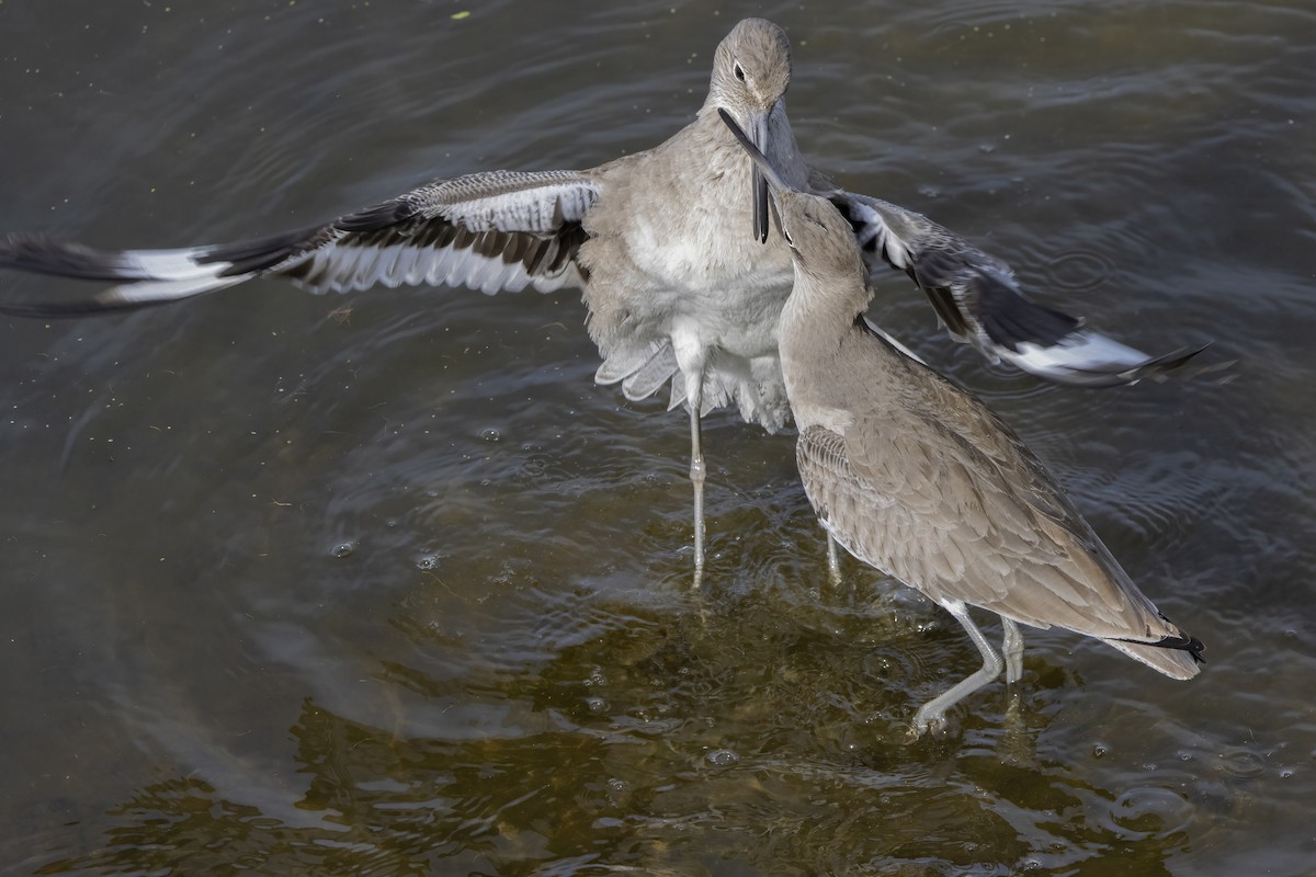 Willet - ML628020121