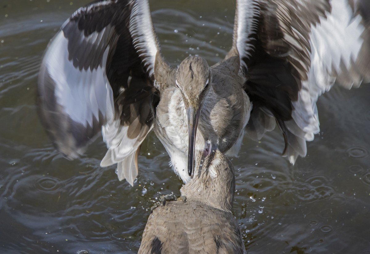 Willet - ML628020122