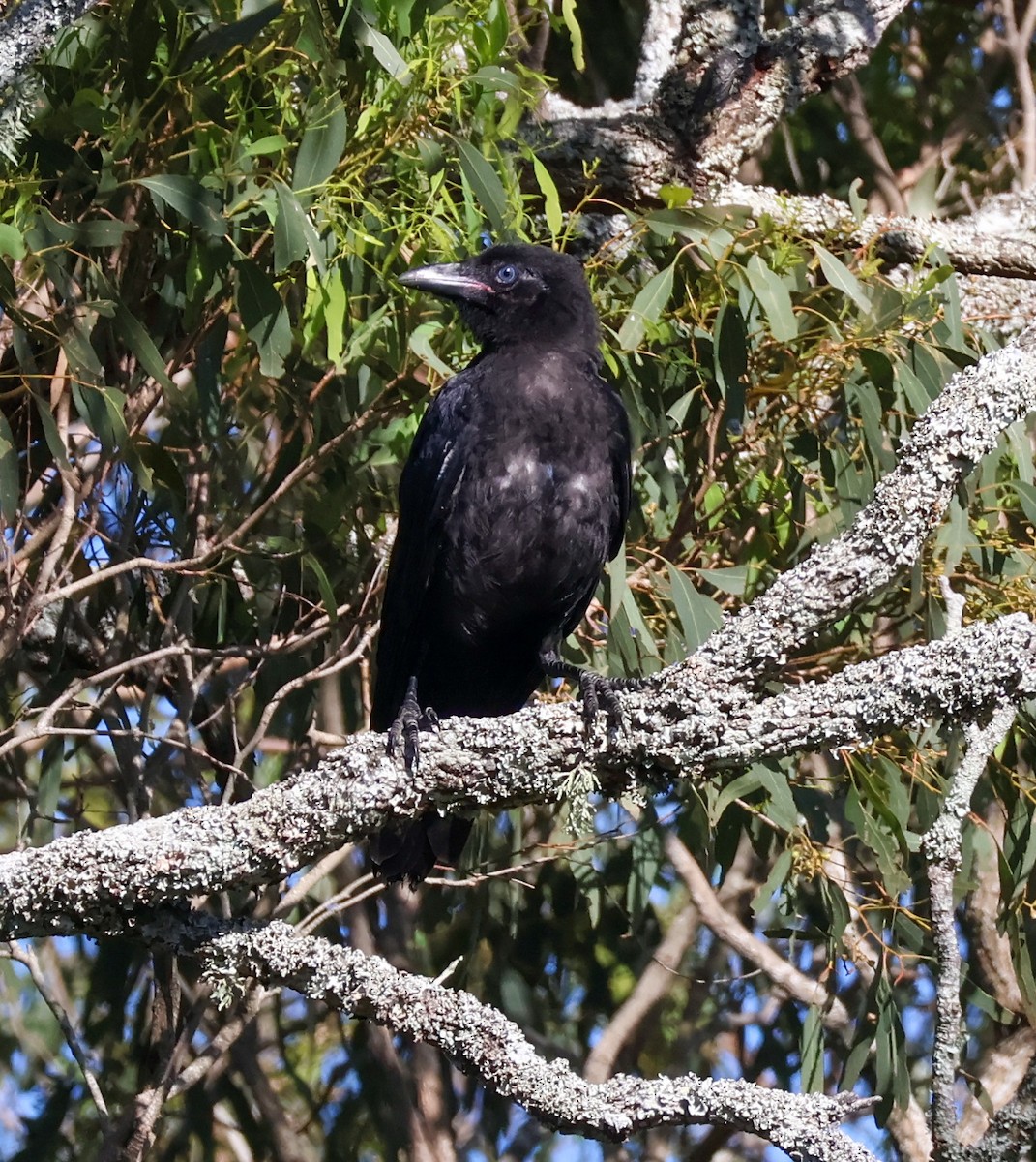 Torresian Crow - ML628020132