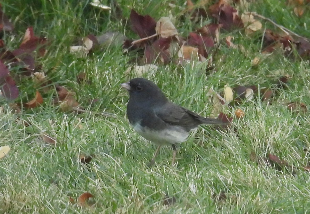 Dark-eyed Junco (Slate-colored) - ML628020136