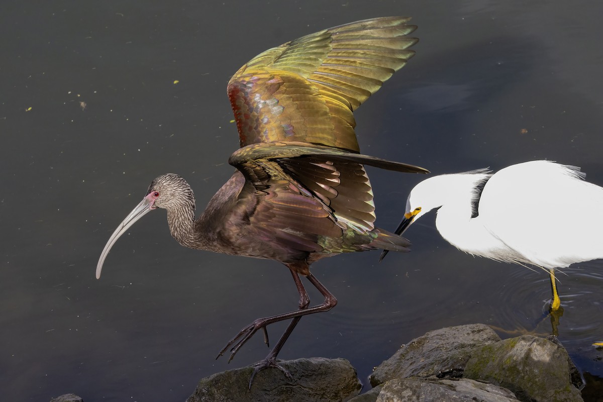 White-faced Ibis - ML628020148