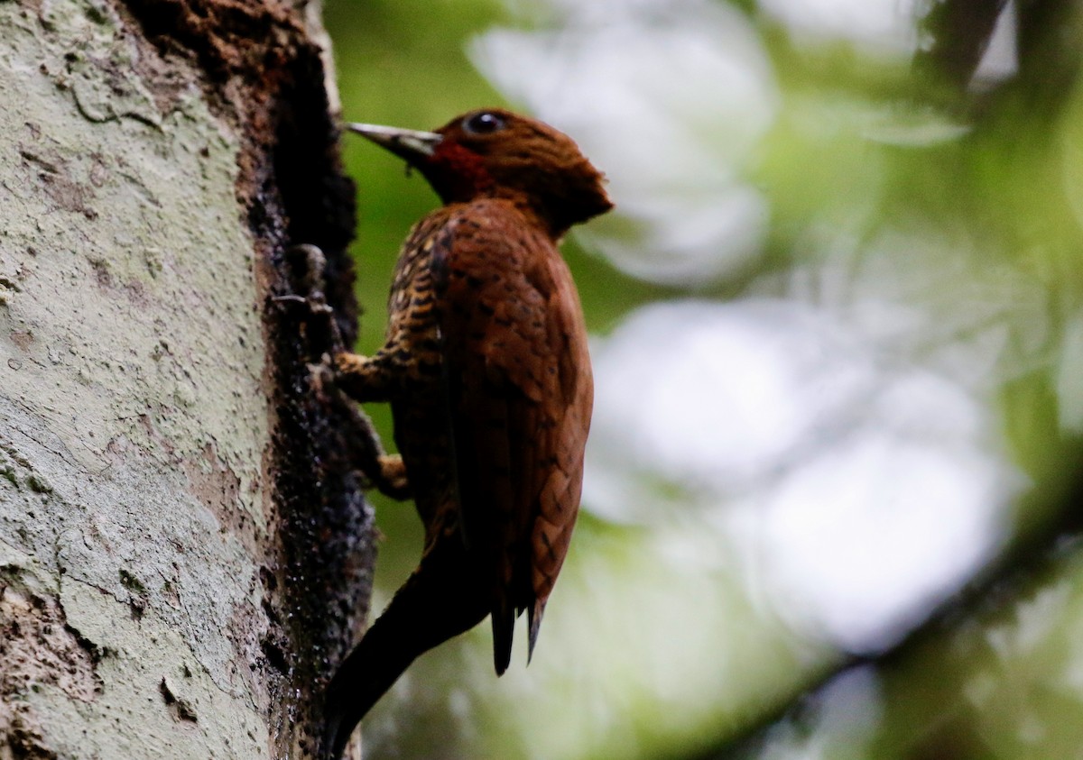 Cinnamon Woodpecker - ML628020199