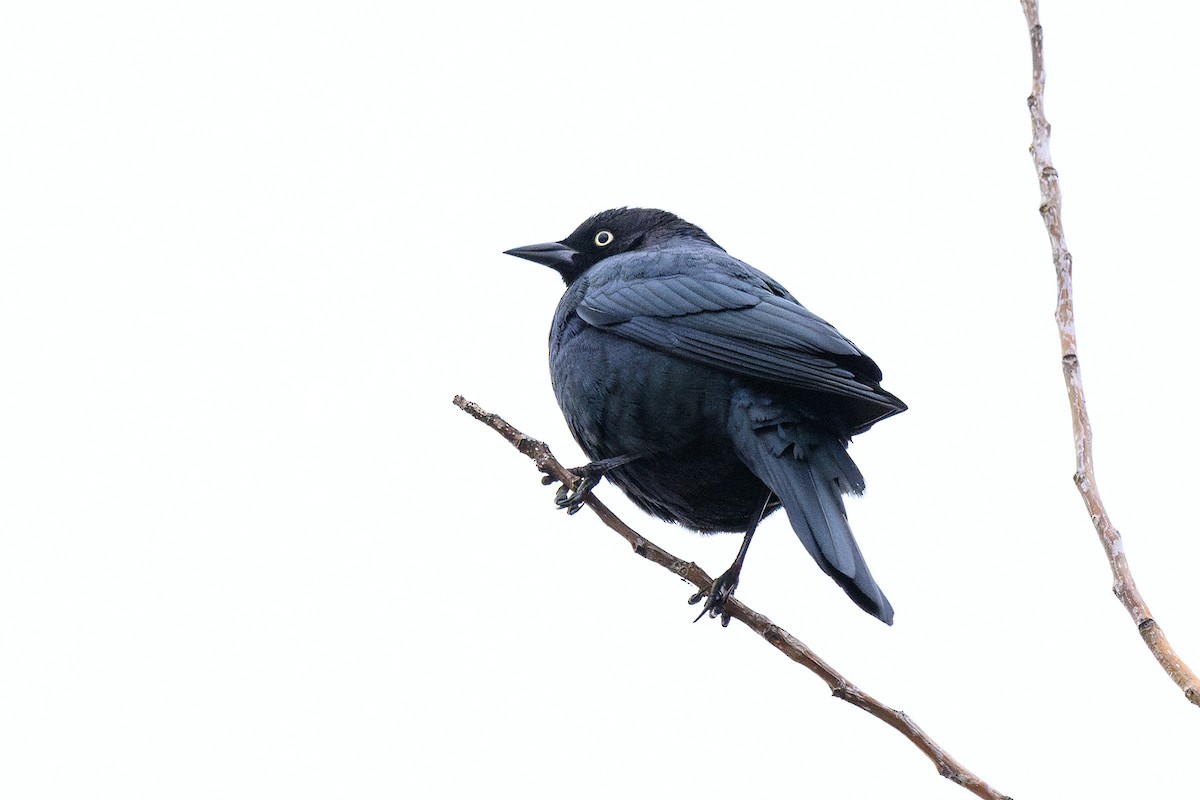 Brewer's Blackbird - ML628020206