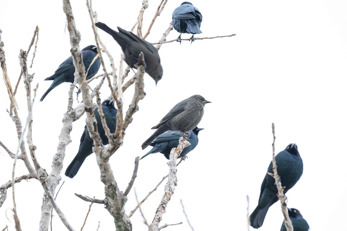 Brewer's Blackbird - ML628020207