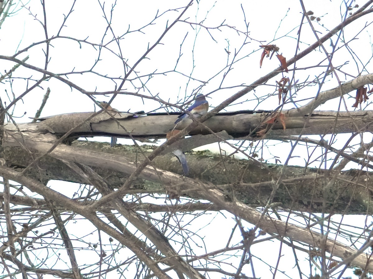 Eastern Bluebird - ML628020228