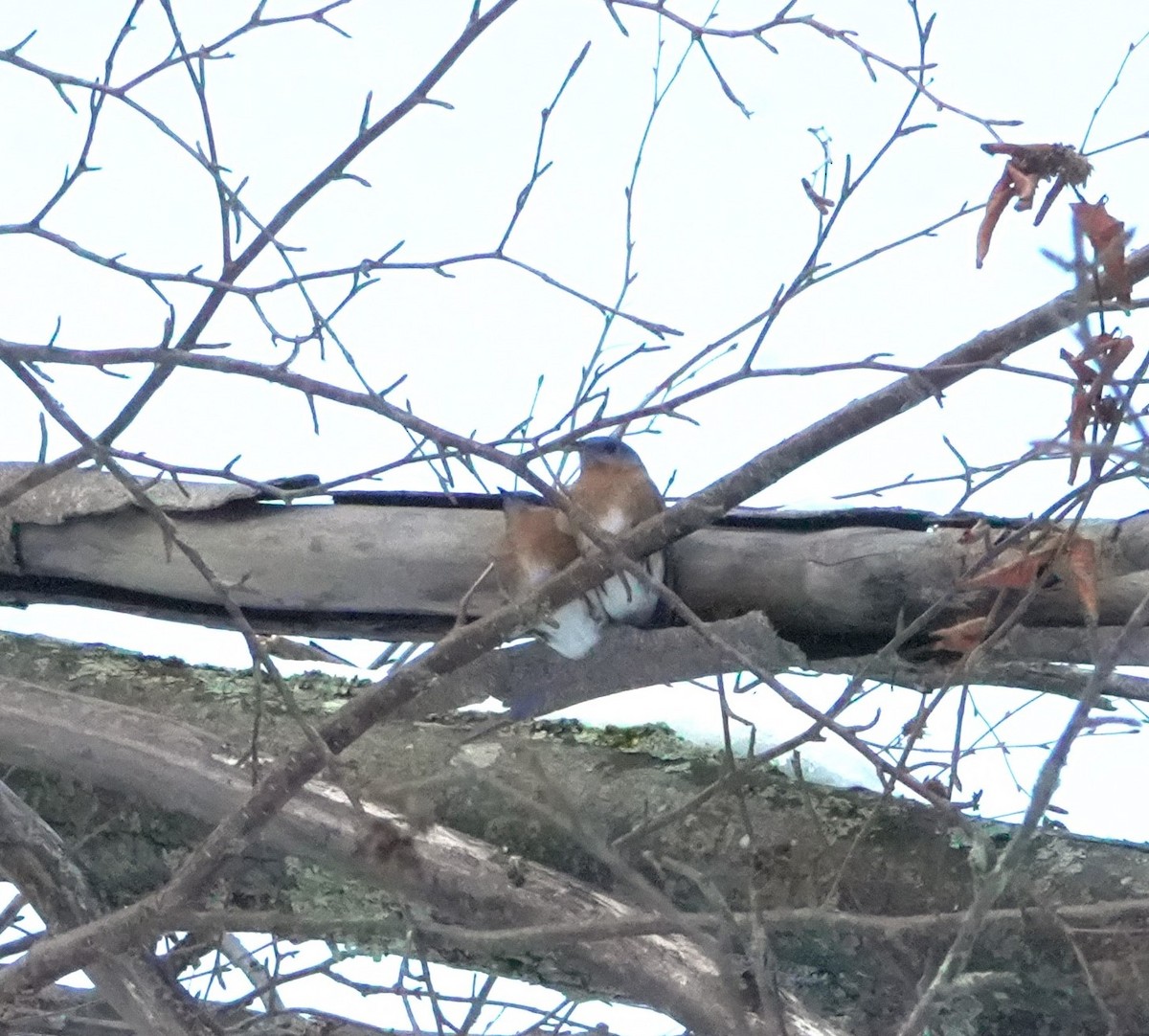 Eastern Bluebird - ML628020235