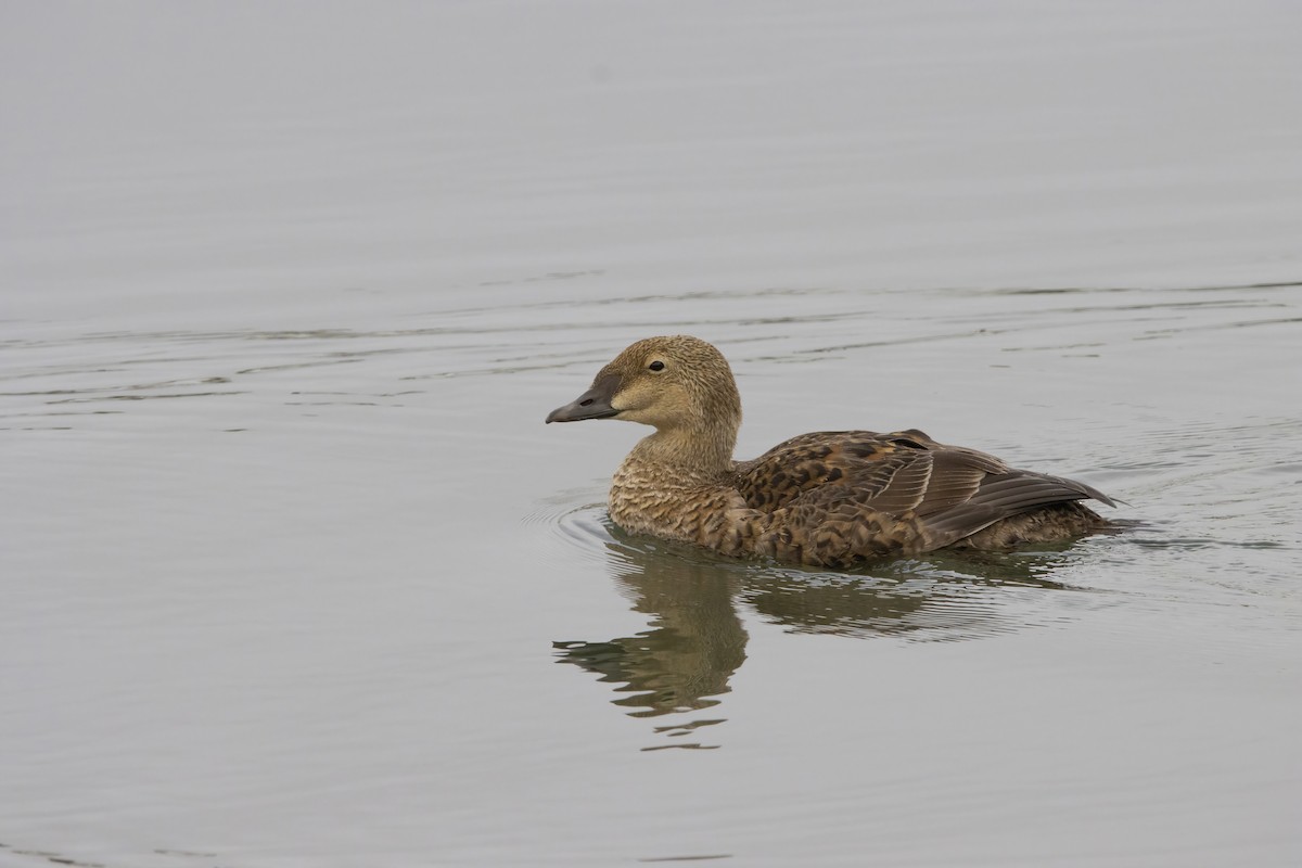 King Eider - ML628020236