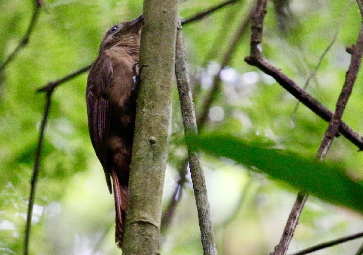 Plain-brown Woodcreeper - ML628020261