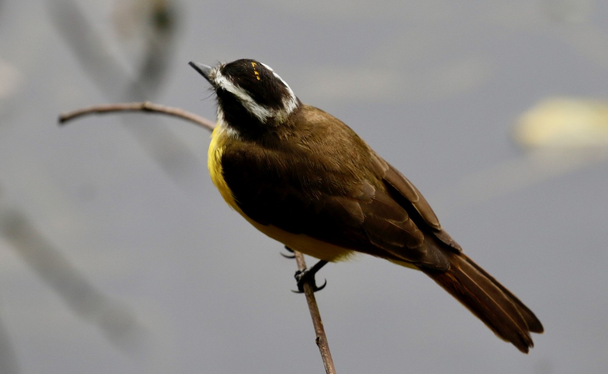 Lesser Kiskadee - ML628020270