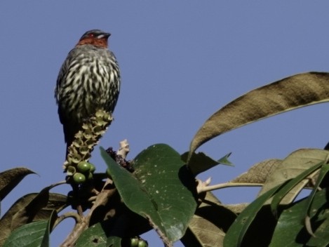 Cotinga à tête rousse - ML628020308