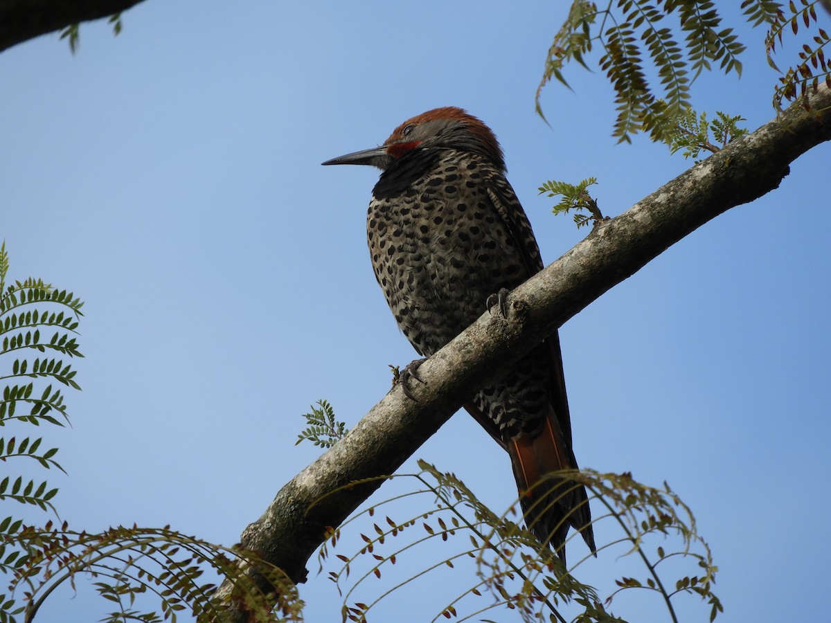 Guatemalan Flicker - ML628020326