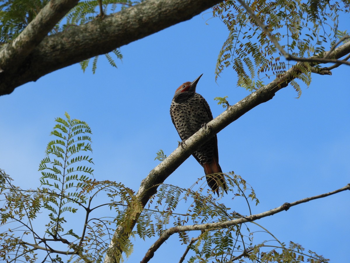 Guatemalan Flicker - ML628020327