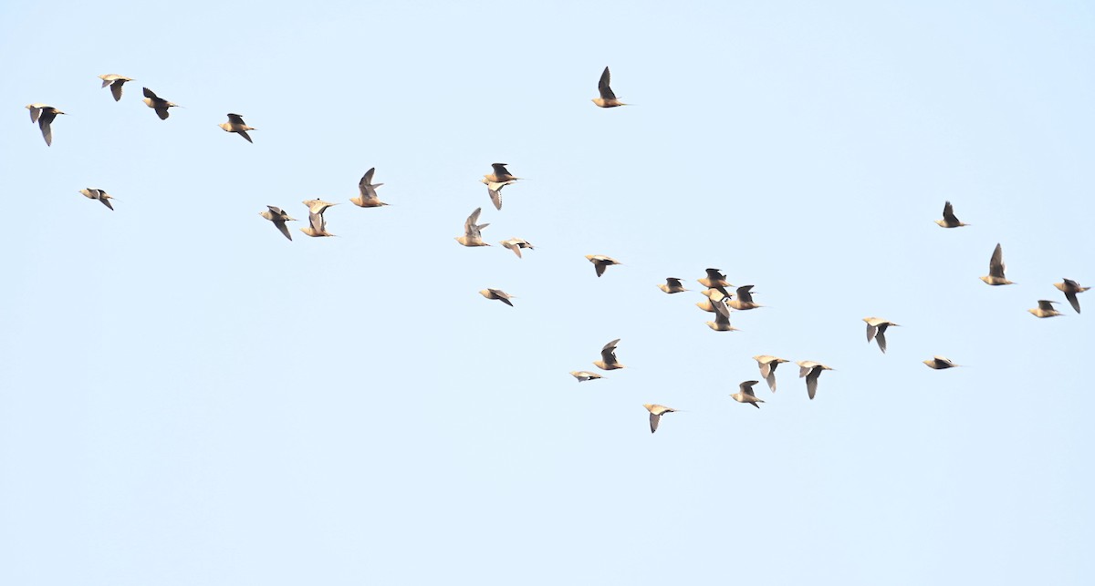 stepokur hnědobřichý - ML628020338