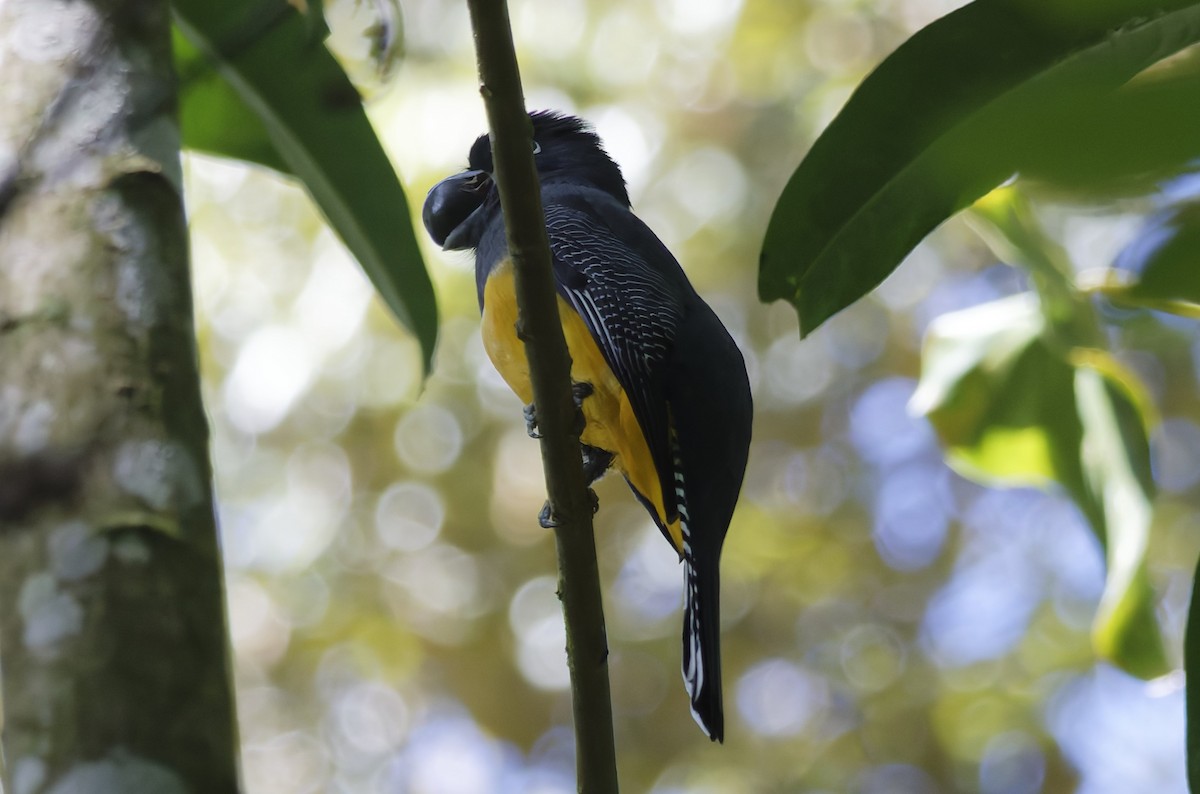 Gartered Trogon - ML628020339