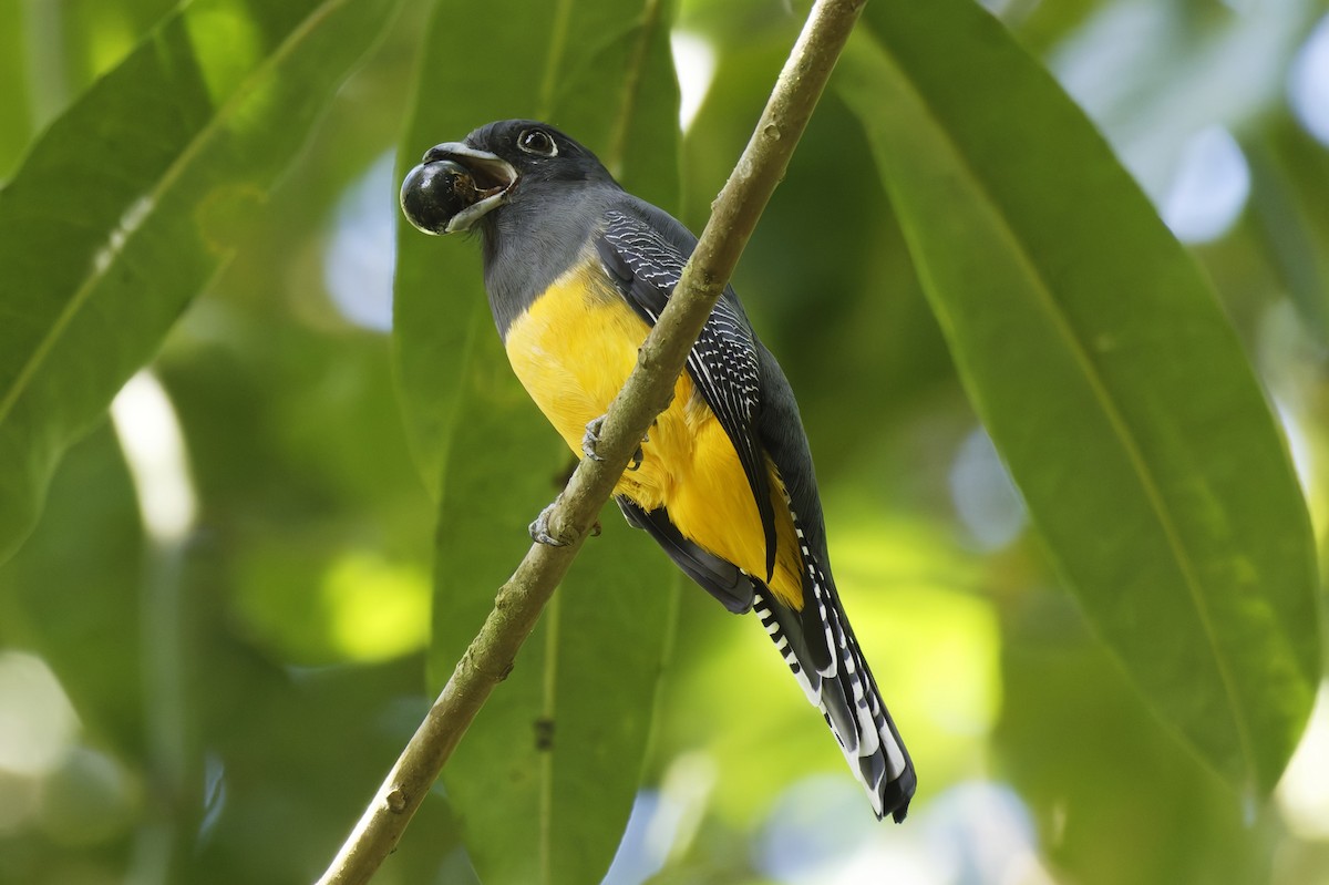 Gartered Trogon - ML628020340