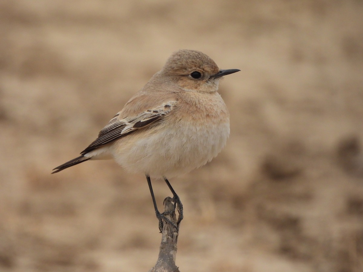 Desert Wheatear - ML628020345