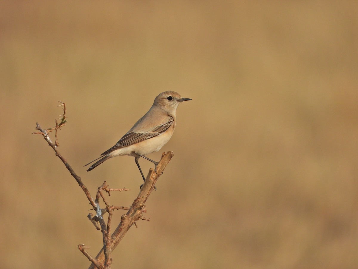 Desert Wheatear - ML628020346