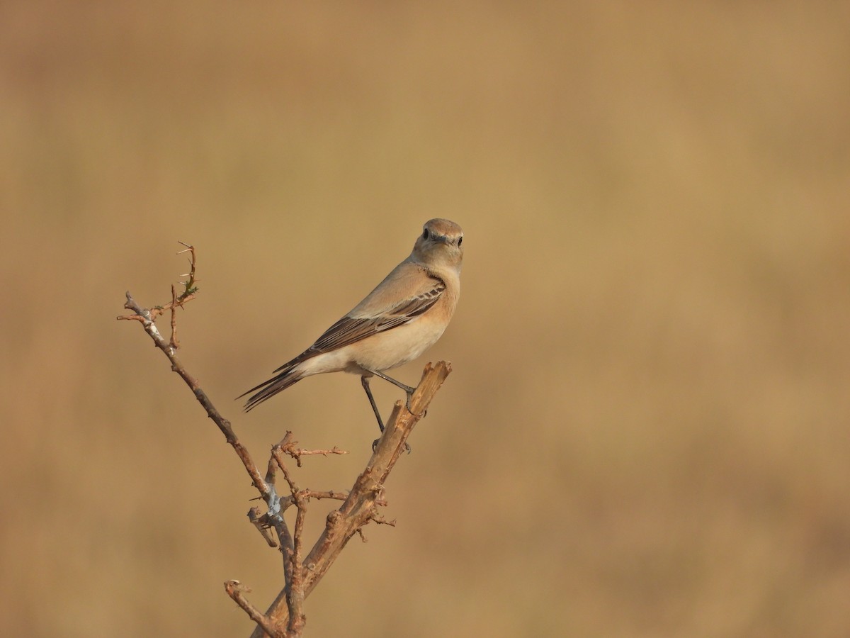 Desert Wheatear - ML628020347