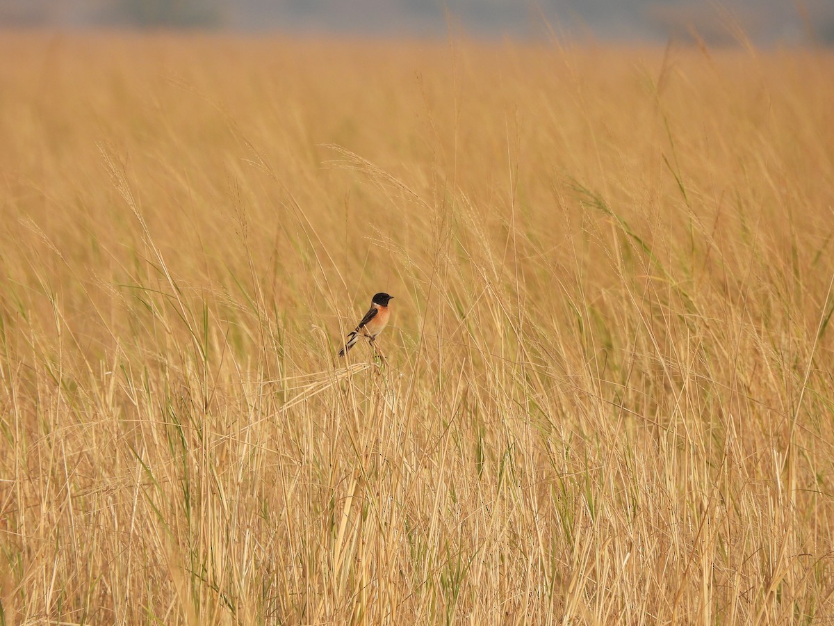 Siberian Stonechat - ML628020353