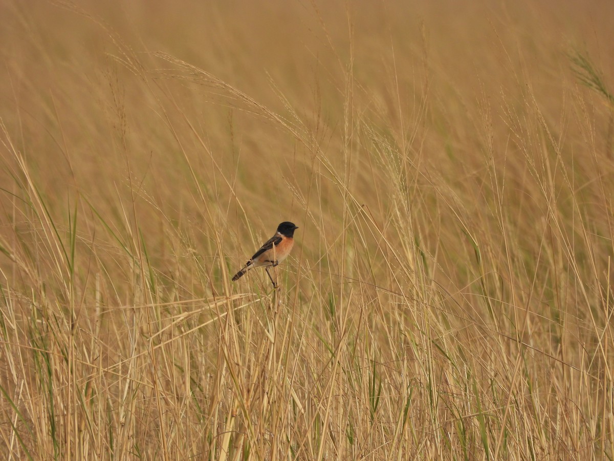 Siberian Stonechat - ML628020354