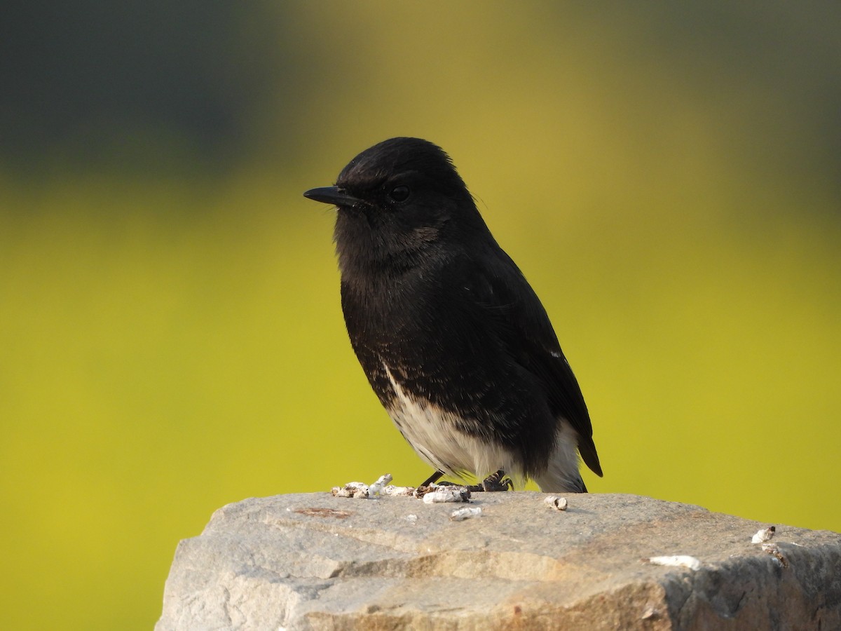 Pied Bushchat - ML628020378