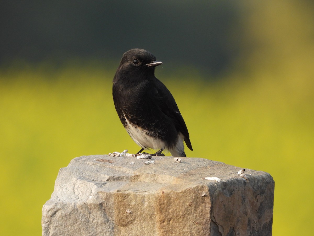 Pied Bushchat - ML628020379