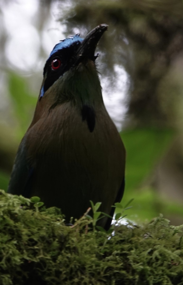 Motmot d'Équateur - ML628020399