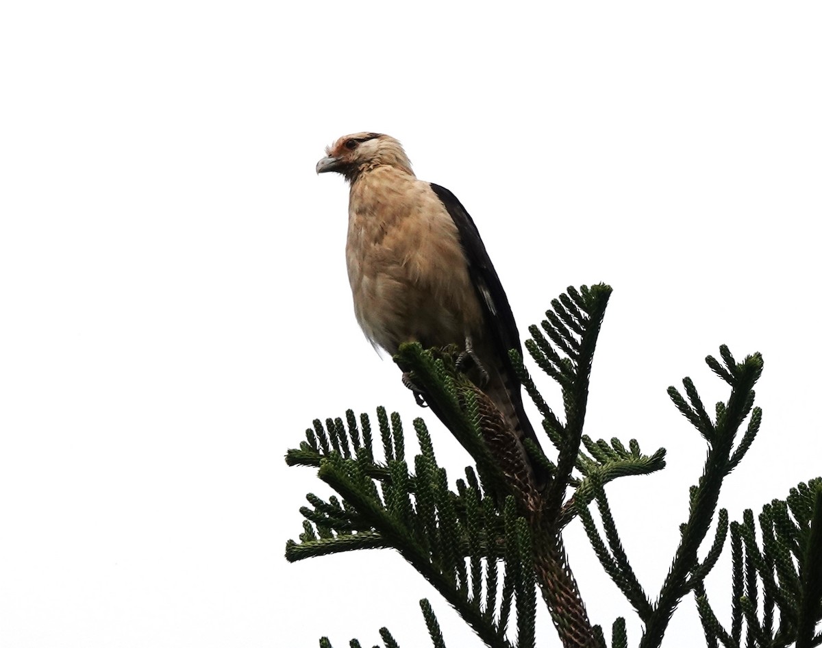 Caracara à tête jaune - ML628020407